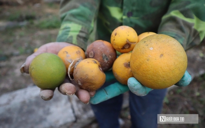 Cam tiến Vua 80.000 đồng/quả rụng đầy gốc, chủ vườn "đứng ngồi không yên"