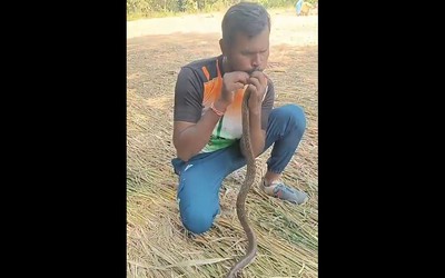 Người đàn ông hô hấp nhân tạo, cứu sống con rắn bị điện giật