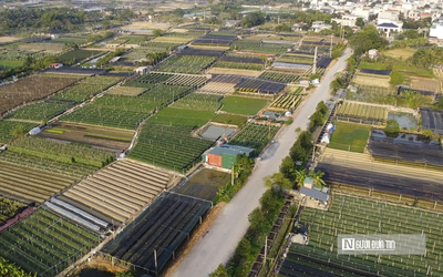 Hai “thủ phủ” quất- hoa xứ Thanh tăng tốc vào vụ Tết