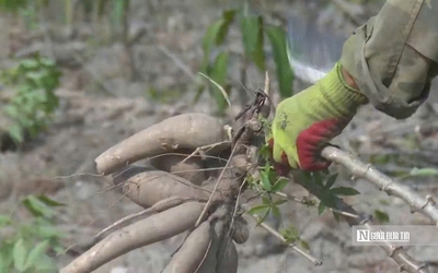 Để nông dân thoát cảnh "bán cả tạ sắn chưa bằng một ngày phụ hồ"