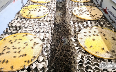 Nuôi loài “tí hon” 30 ngày đã thu hoạch, chàng rể Nghệ An kiếm trăm triệu mỗi năm