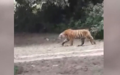 Đang hái lá, người phụ nữ 61 tuổi bị hổ dữ vồ tử vong