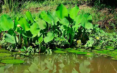 Loài rau dại mọc bờ mương hoá "mỏ tiền", là đặc sản lạ được săn tìm