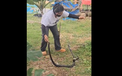 Người phụ nữ bắt sống rắn hổ mang chúa dài 1,8 mét