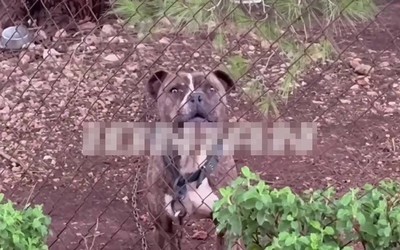 Bé trai 2 tuổi bị chó Pitbull cắn tử vong trong vườn nhà