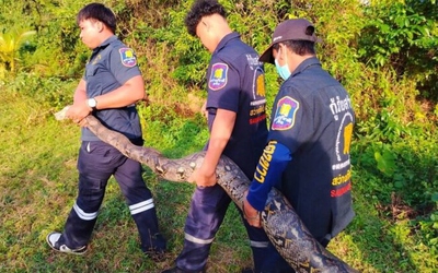 Bắt sống trăn khổng lồ nặng 26kg mắc kẹt trong lưới đánh cá
