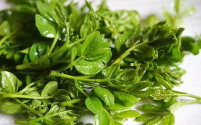 Cây xưa chỉ trồng lấy quả, nay ngắt lá non đem bán cũng ra tiền