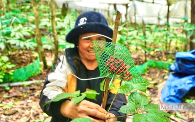Quảng Ngãi hướng mục tiêu trồng 6.000ha sâm Ngọc Linh, phát triển sinh kế bền vững cho người dân