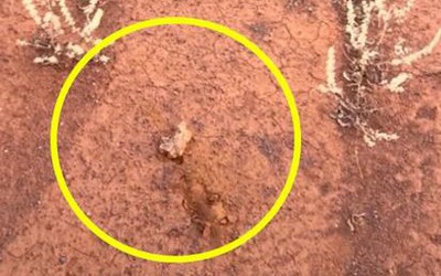 Cô gái bất ngờ đào được cục vàng trị giá 3,3 tỷ đồng ở vùng hẻo lánh
