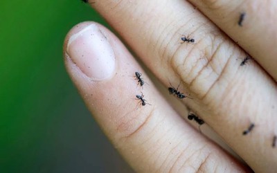 Mất điện, mất Internet vì hàng triệu "sinh vật nhỏ bé"