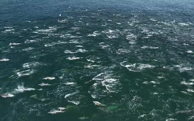 Máy bay không người lái ghi lại cảnh tượng choáng ngợp ngoài khơi California