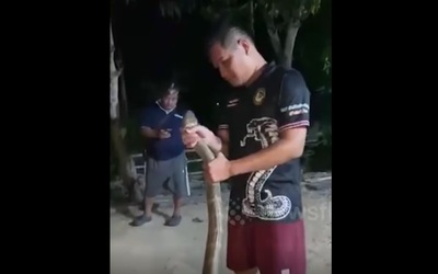 Bắt sống rắn hổ mang chúa dài 3,3 mét ẩn náu trên trần nhà dân