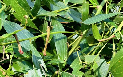 Sâu đo tấn công hàng trăm ha rừng keo ở Nghệ An