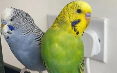 Chú vẹt vô tình nói một từ giúp người phụ nữ phát hiện bí mật động trời của bạn trai