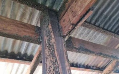 Bước vào nhà cụ bà 95 tuổi, phát hiện cảnh tượng đáng sợ