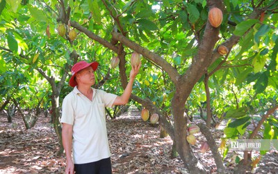 Cây ca cao “lội ngược dòng” sau gần 20 năm bị lãng quên