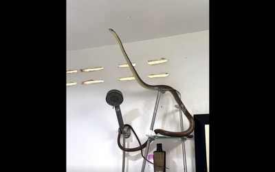 Dọn nhà vệ sinh, cô gái sốc nặng khi thấy cảnh tượng trước mắt