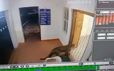 Báo dữ lang thang trong đồn, nam cảnh sát có hành động bất ngờ