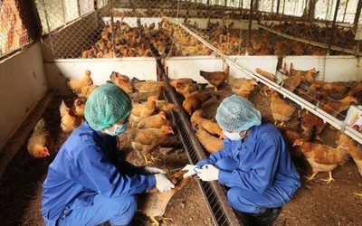 Thủ tướng chỉ đạo quyết liệt chống dịch bệnh trên gia súc, gia cầm