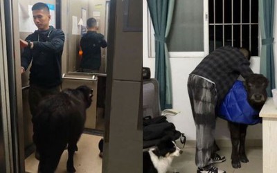 Tranh cãi chuyện nam thanh niên nuôi trâu trong phòng trọ