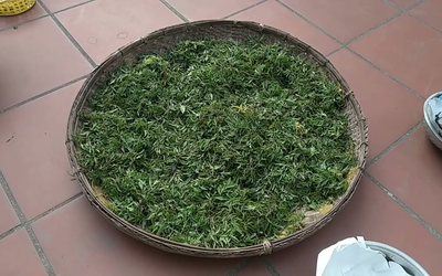 Lá của cây này được ví như "nhân sâm của người nghèo", ở quê có đầy đừng bỏ phí