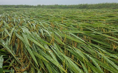 Hơn 1.600ha lúa ở Quảng Bình bị ngã đổ sau trận mưa lớn