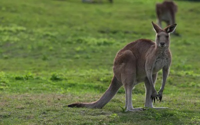 Người đàn ông nghi bị kangaroo tấn công dẫn tới tử vong