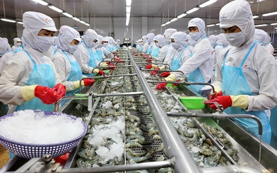 "Vua tôm" Minh Phú thoát lỗ nhờ tiết giảm chi phí
