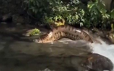 Du khách sốc nặng khi bắt gặp cảnh tượng đáng sợ trên dòng suối