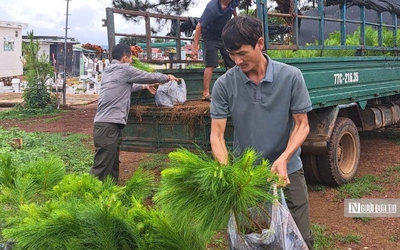 Gia Lai: Kiến tạo sinh kế từ “lá phổi xanh” Tây Nguyên