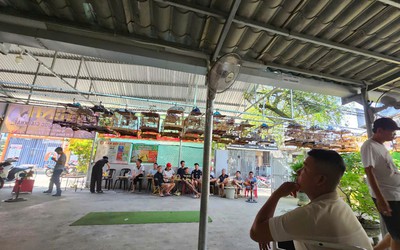 Huế: Mang theo chim cảnh đi uống cà phê phải có "giấy khai sinh"