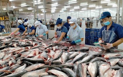 Cá tra Việt Nam lấy lại đà tăng trưởng từ thị trường Trung Quốc