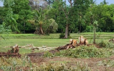 Trú ẩn dưới gốc cây, người phụ nữ mang thai 7 tháng bị sét đánh tử vong