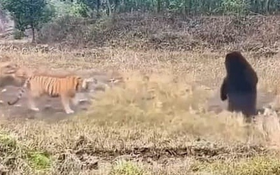 Hổ dữ chạm trán gấu đen khổng lồ và cái kết bất ngờ