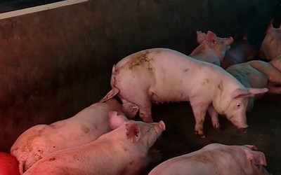 Đột xuất kiểm tra, phát hiện vi phạm tại cơ sở chăn nuôi ở Đà Nẵng