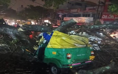 Cây xanh gãy đổ giữa trời mưa khiến tài xế 45 tuổi tử vong