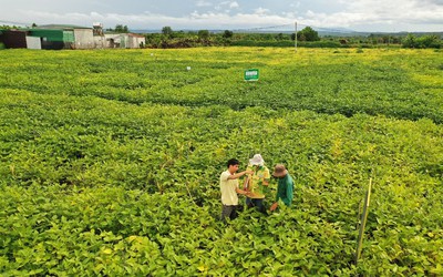 Chuyện người giữ sức khỏe cho đất
