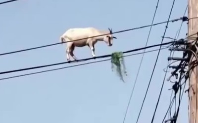 Kỳ lạ: Con dê trèo lên dây điện giữa đường phố để kiếm thức ăn