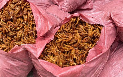 Thu giữ 1.500 kg chân gà không rõ nguồn gốc xuất xứ