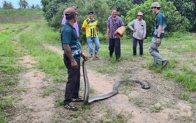 Bắt sống rắn hổ mang chúa dài 4,5 mét bơi trong ao nhà dân