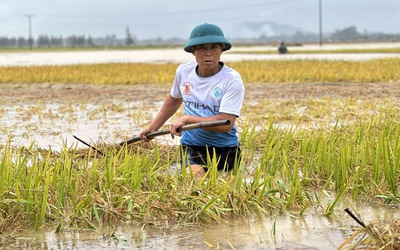 Hà Tĩnh: Hàng nghìn tấn lúa thiệt hại do lũ dâng