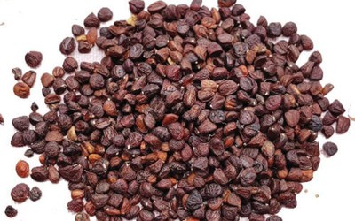 Hạt dổi Tây Bắc - gia vị tự nhiên cho món ăn thêm đậm đà