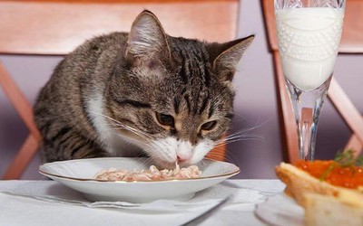 Cụ bà 68 tuổi bị kiện vì thường xuyên cho mèo hàng xóm ăn