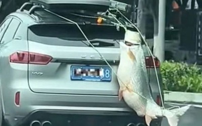 Xôn xao hình ảnh cá khổng lồ được treo sau ô tô diễu phố
