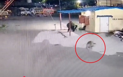 Báo hoang lao tới bắt chó con ngay trước mặt nam bảo vệ
