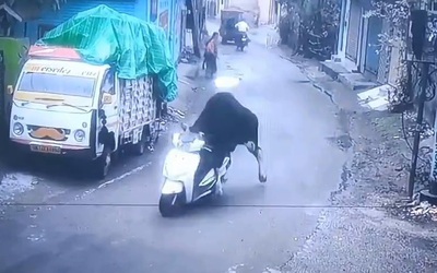 Bò "lái" xe máy chạy trên đường khiến người dân sốc nặng