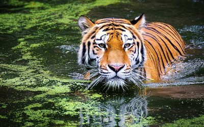 Đang làm việc trong trang trại, người đàn ông 50 tuổi bị hổ dữ vồ tử vong