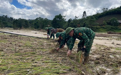 Bộ đội biên phòng giúp người dân thu hoạch lúa sau trận lũ quét