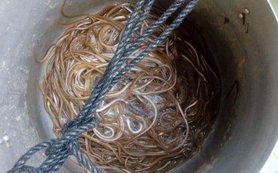 Đặc sản có tên vô cùng lạ, xưa ít ai biết nay dân phố thích mê
