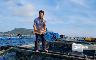 Giải cứu cá thể rùa biển quý hiếm mắc "lưới ma" ở Quảng Ngãi